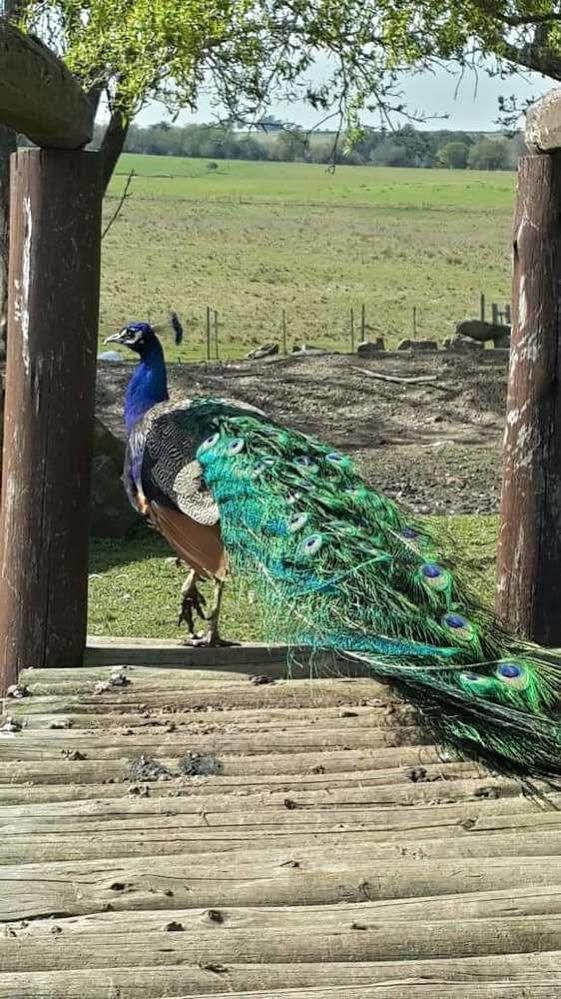 Estancia Turistica Finca Piedra Mal Abrigo Exterior foto